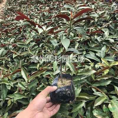 紅背桂 園林綠化工程中的熱門選擇與行情分析