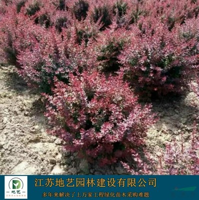 供應紅葉小檗球產地——江蘇地藝園林苗圃基地