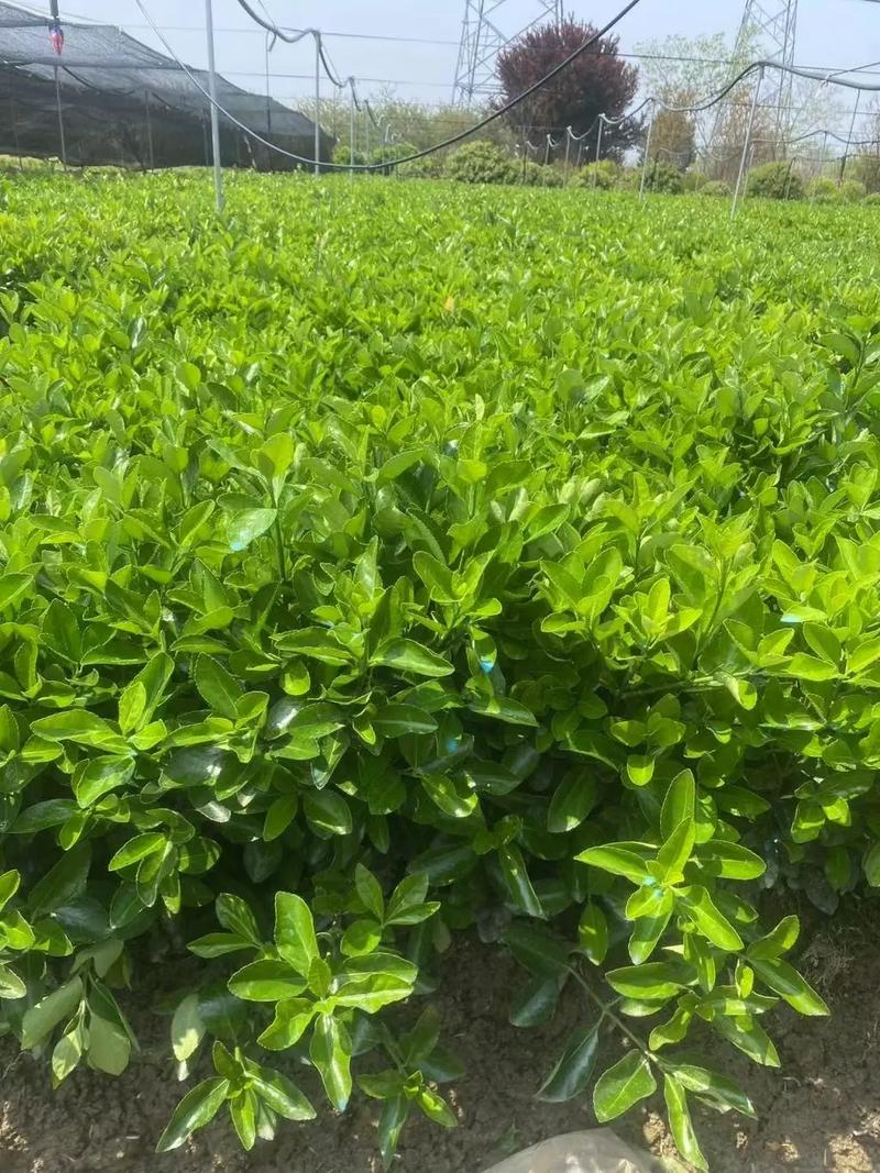 全網搜索苗木有緣人 園林綠化工程與廠房綠化的專業設計與施工