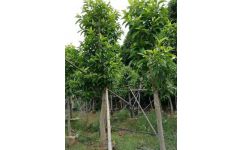 廣西園林綠化工程 施工流程與可靠企業推薦