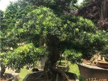 湖南長沙市雨花區精彩園林綠化苗木場 城市綠化的專業伙伴與一站式園林工程服務商